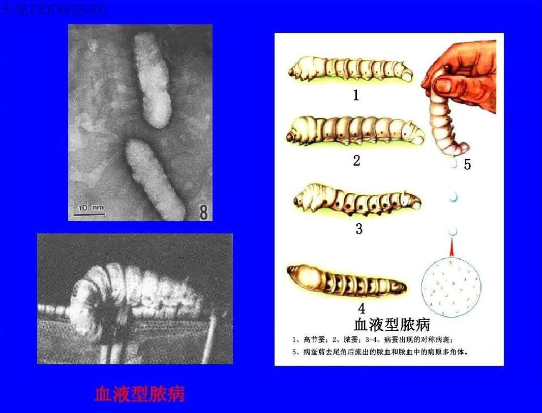 家蚕基因国家重点实验室