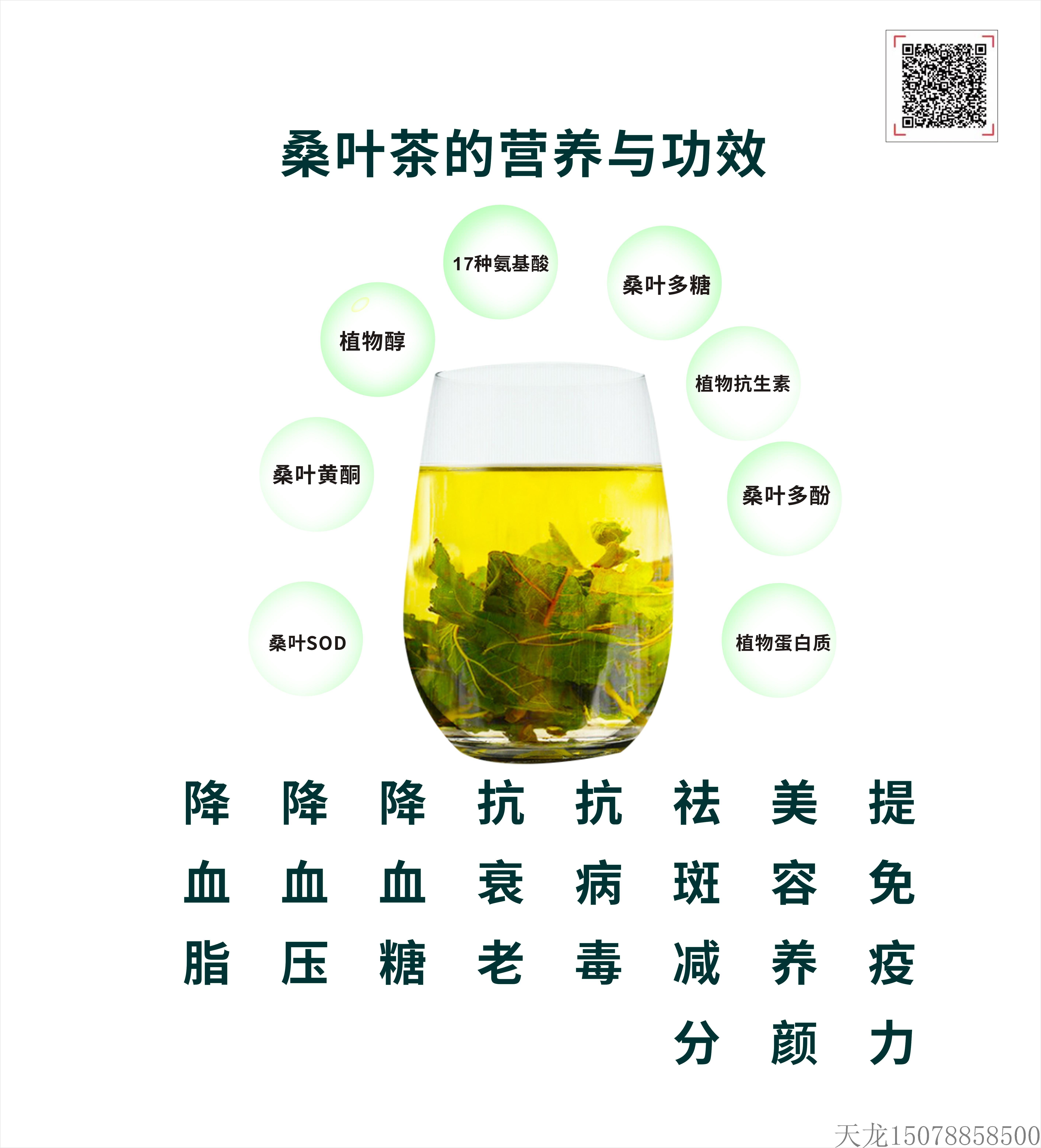 桑葉茶1.png