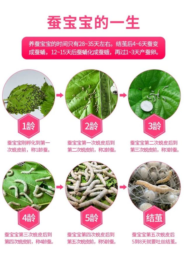 一龄蚕:也叫蚁蚕,顾名思义,像小蚂蚁一样大小,食量非常小,只能浅浅地