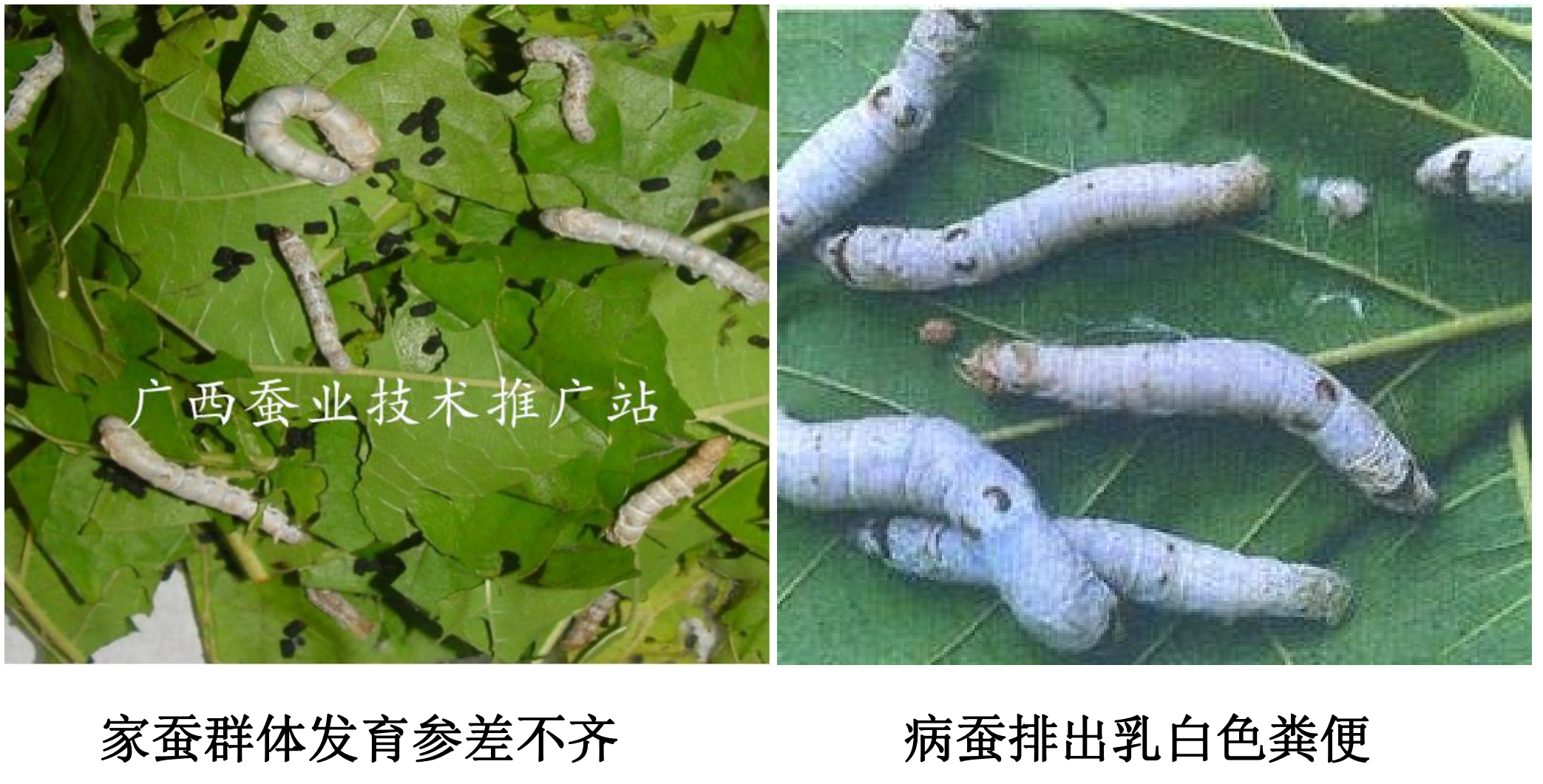 蚕桑树苗的育苗技术视频讲解
